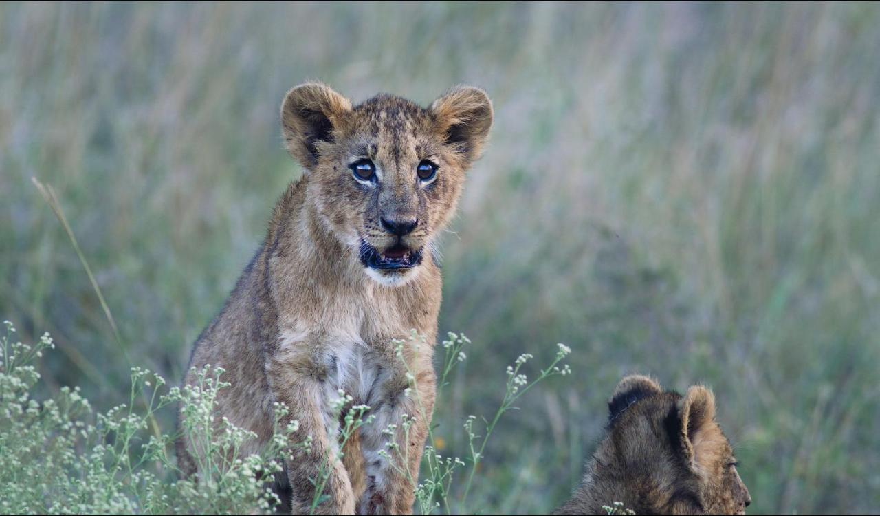 Ololo Safari Lodge ナイロビ エクステリア 写真