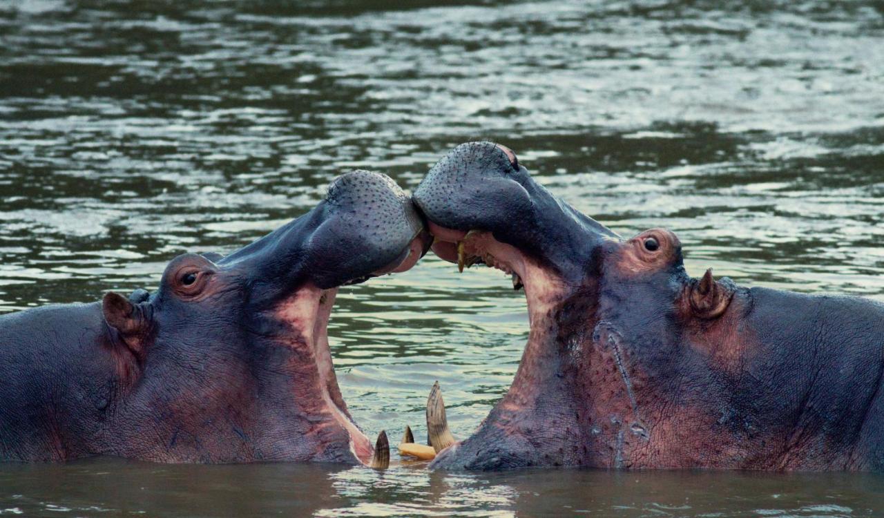 Ololo Safari Lodge ナイロビ エクステリア 写真
