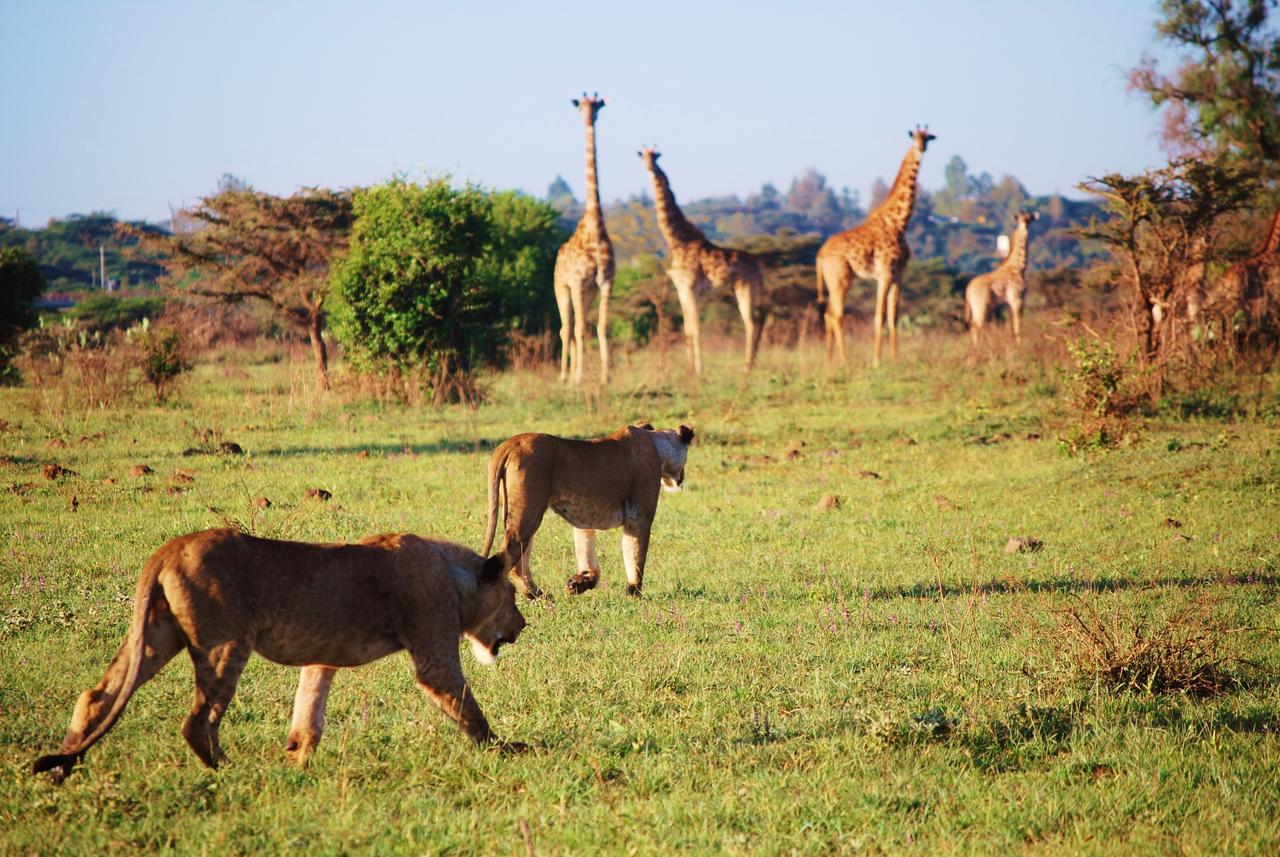 Ololo Safari Lodge ナイロビ エクステリア 写真